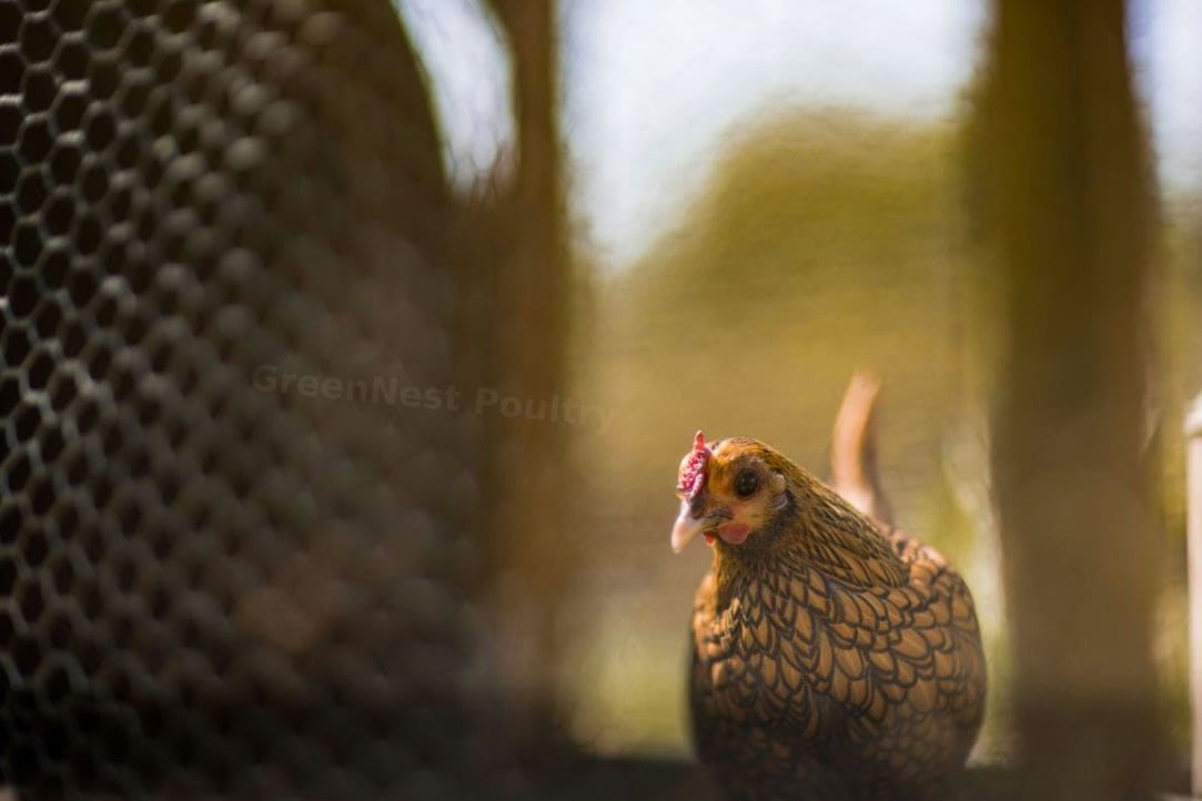 Simple Farm Practices That Help Improve Poultry House Hygiene