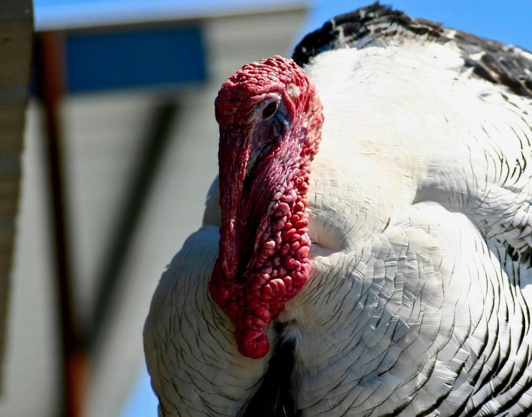 GreenNest Poultry 1