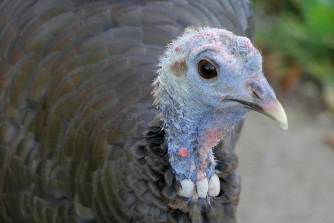 GreenNest Poultry 10