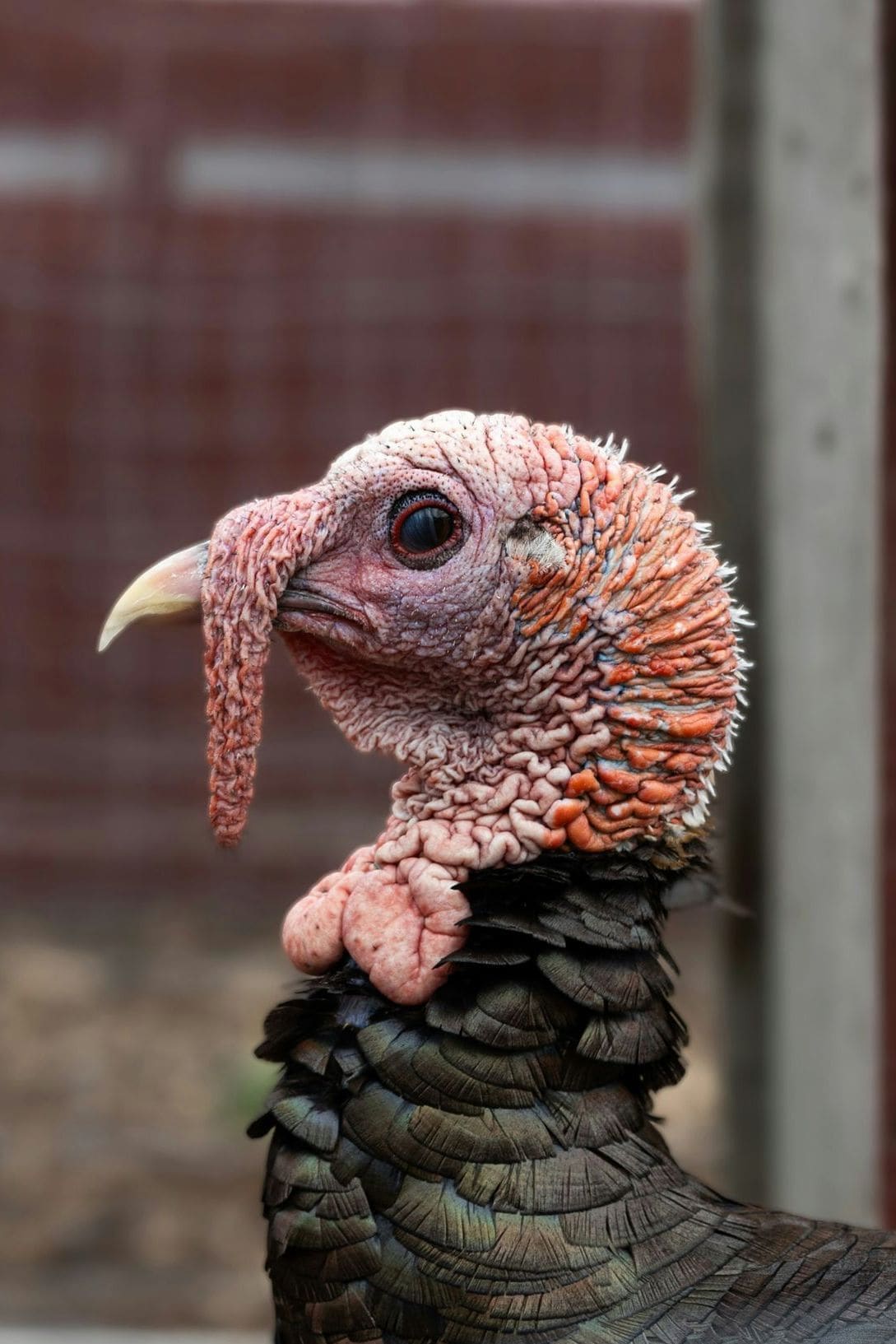 GreenNest Poultry 11