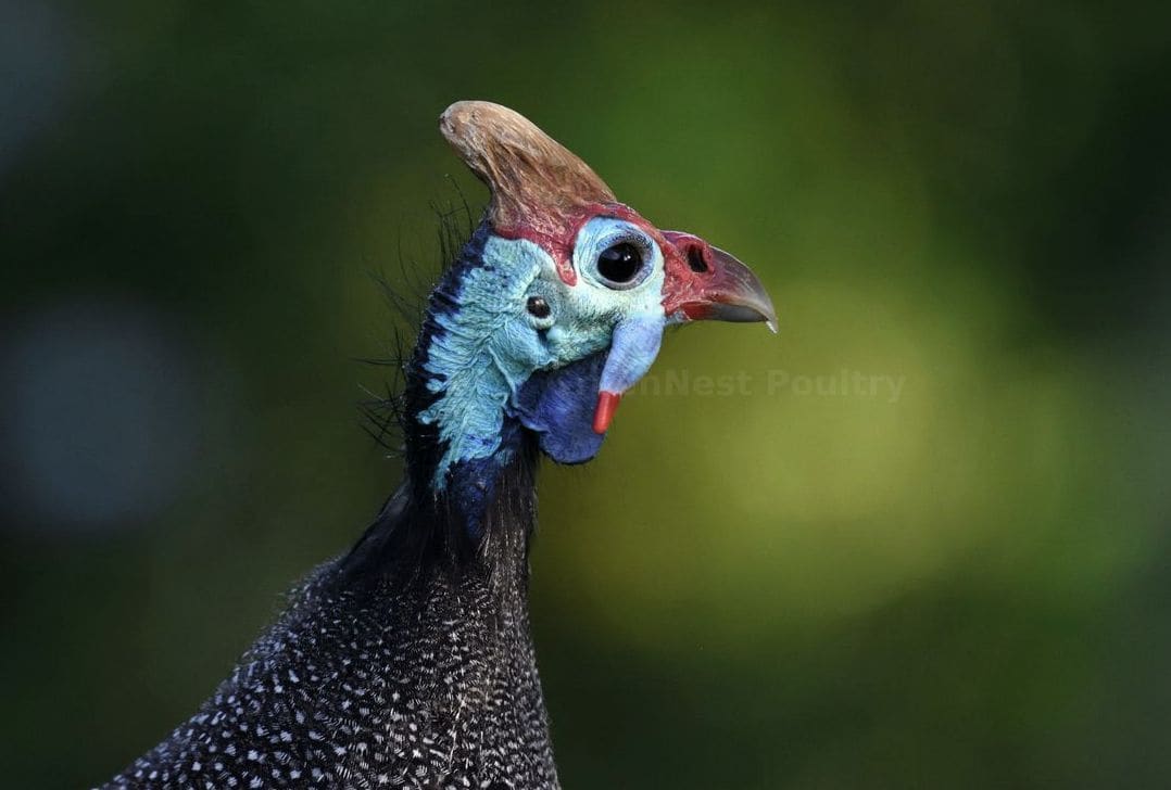 GreenNest Poultry 12