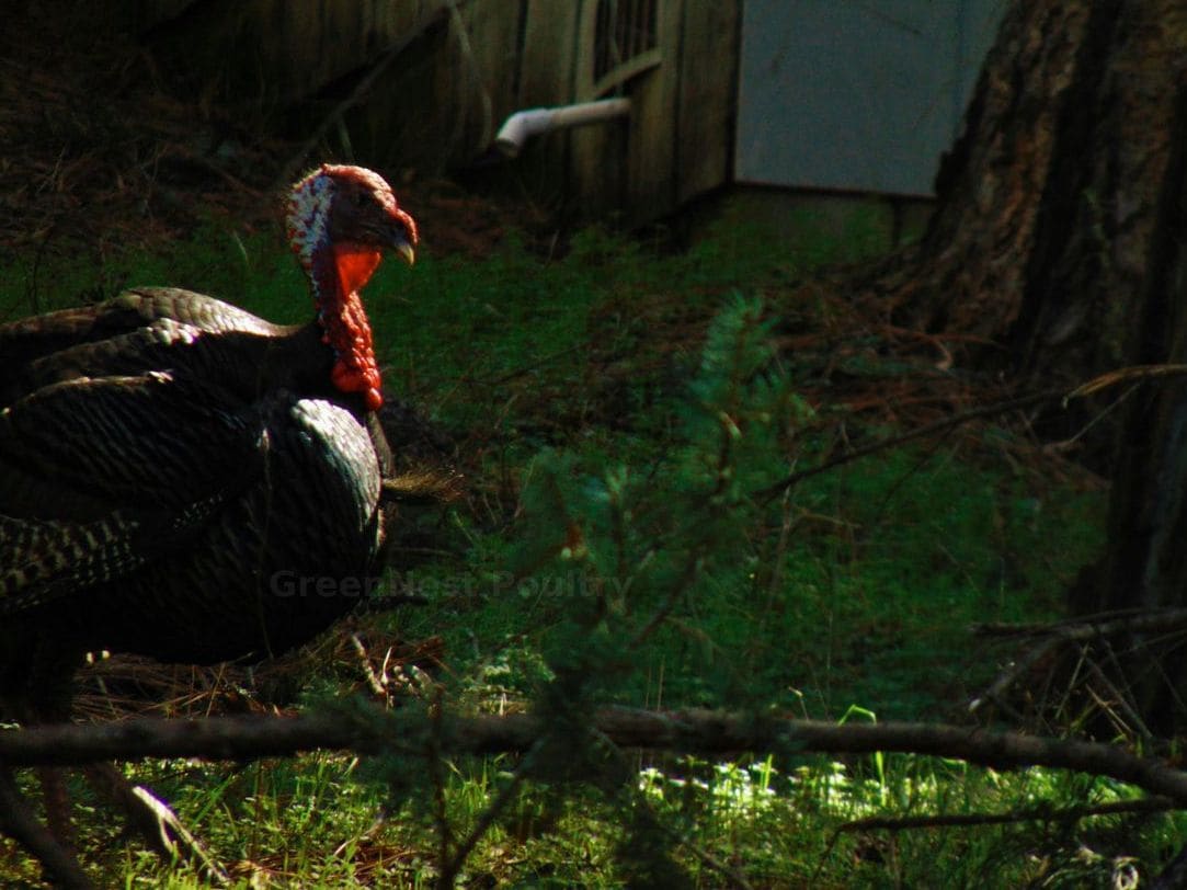 GreenNest Poultry 15