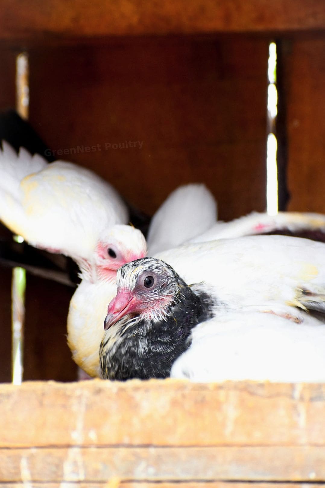 GreenNest Poultry 2