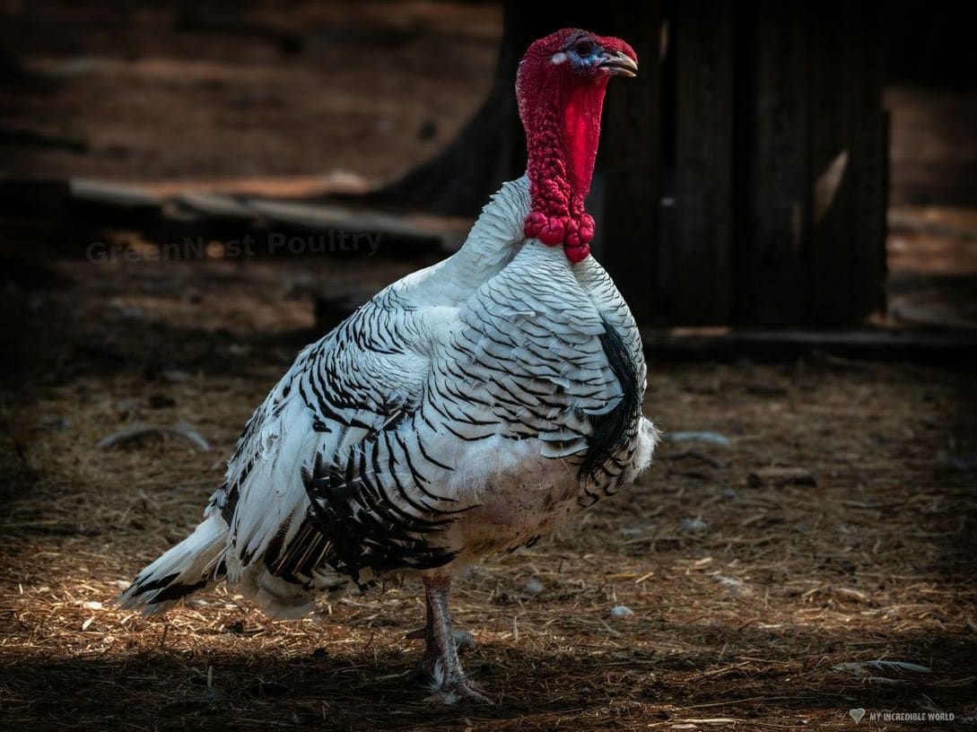 GreenNest Poultry 3