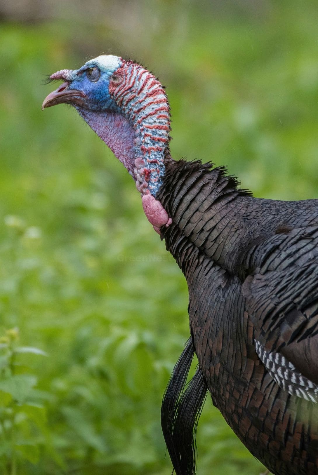 GreenNest Poultry 5