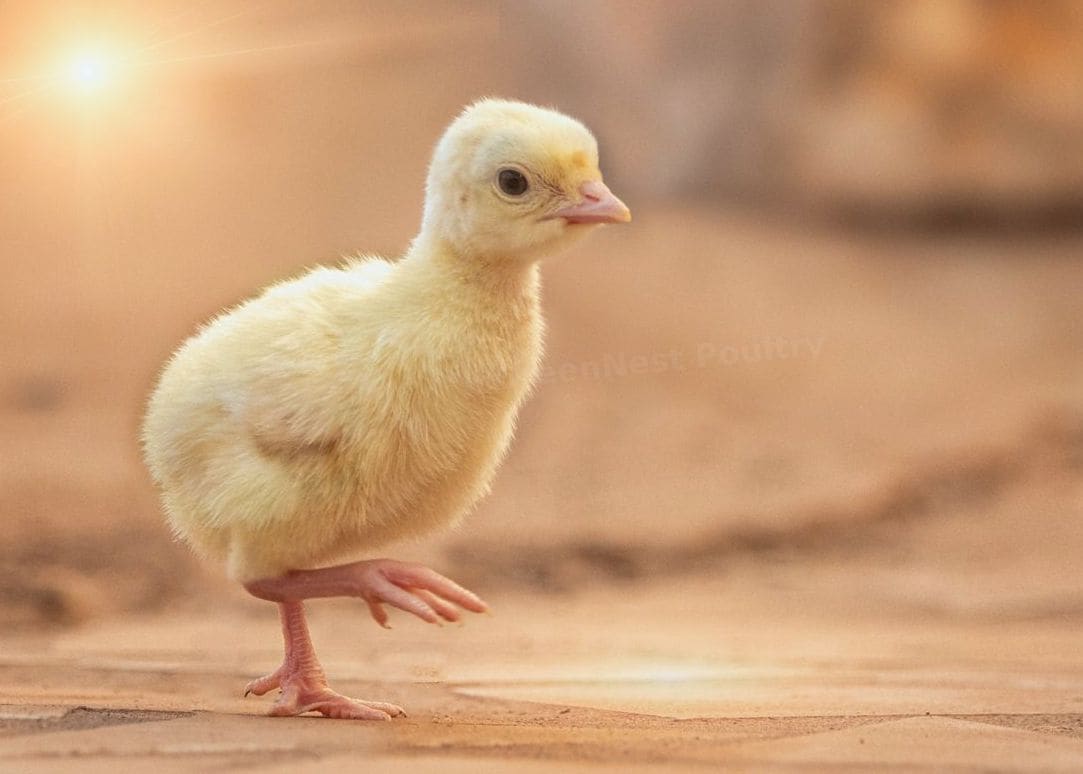 GreenNest Poultry 7