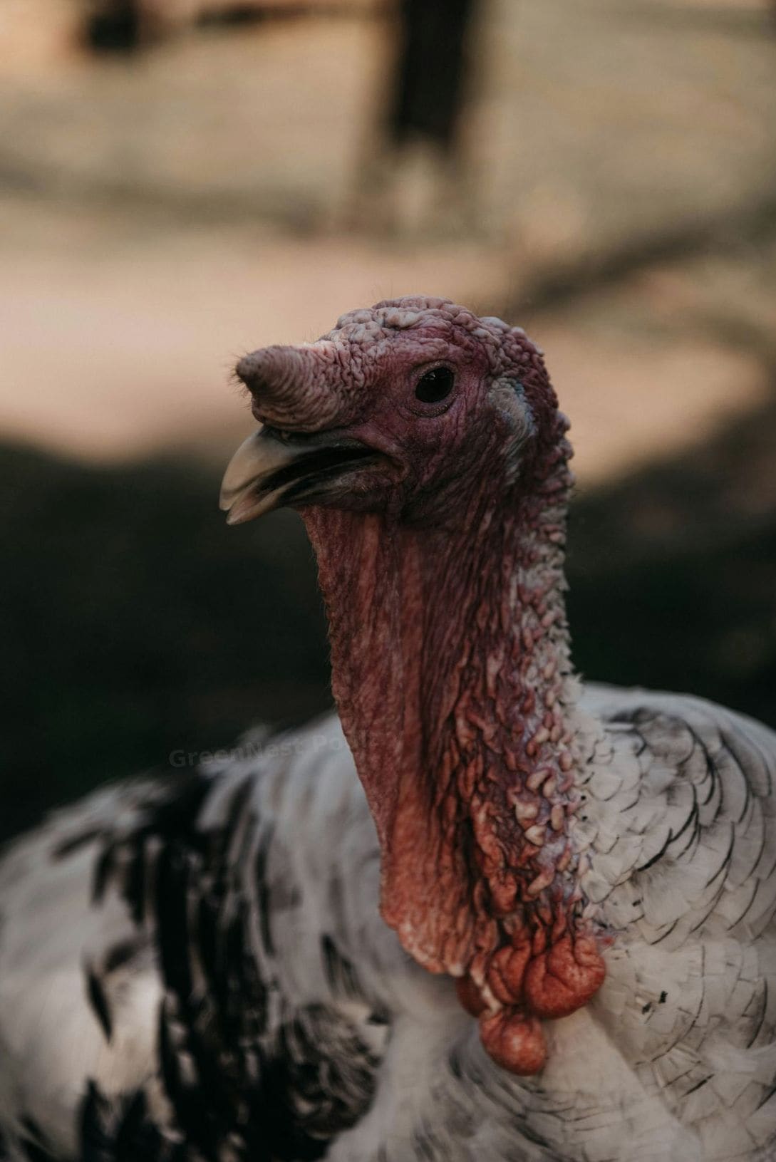 GreenNest Poultry 8