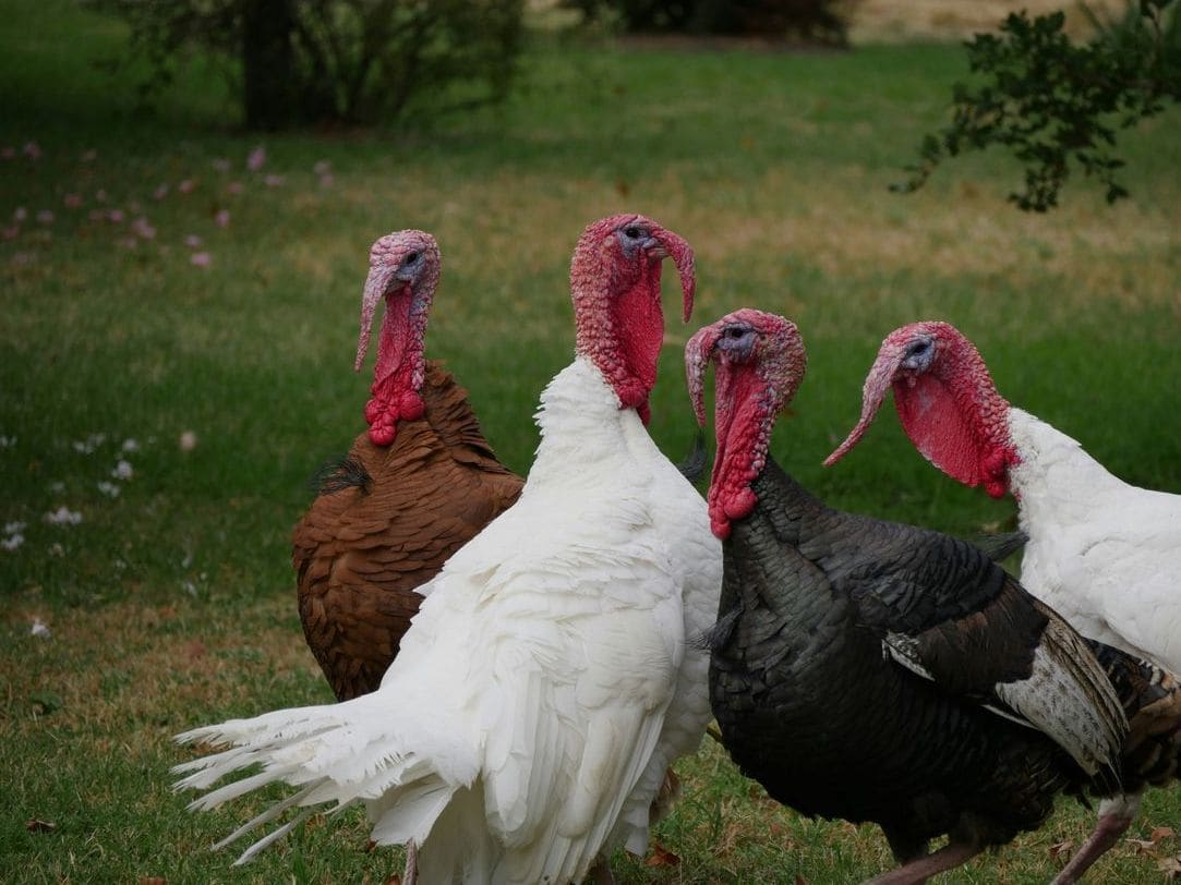 GreenNest Poultry 9