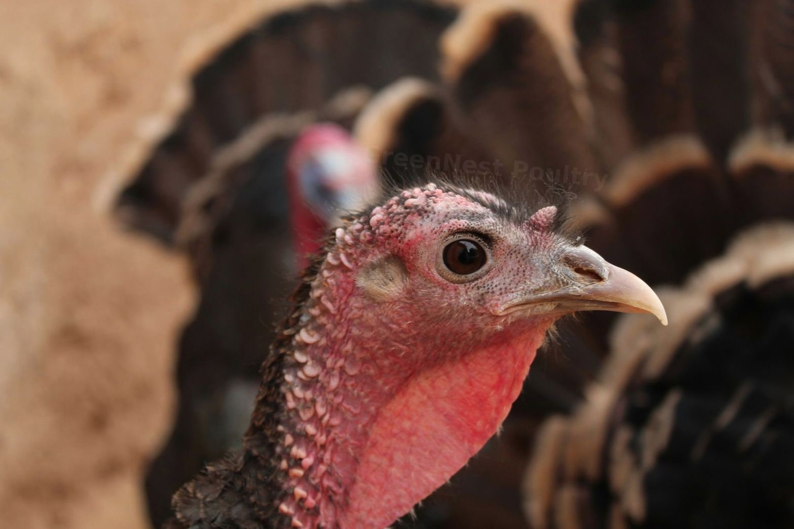 GreenNest Poultry